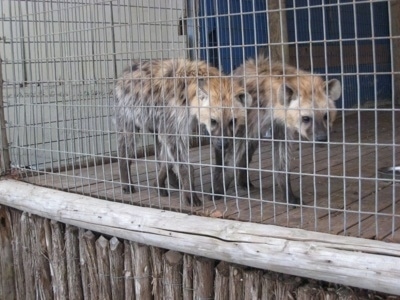Two hyenas are standing on a wooden platform inside of a cage