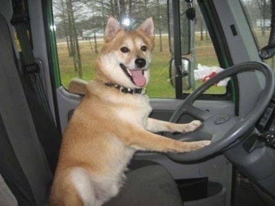 A tan with white Imo-Inu puppy is sitting in the driver side of a vehicle with its front paws on the steering wheel of the car. Its mouth is open and tongue is out