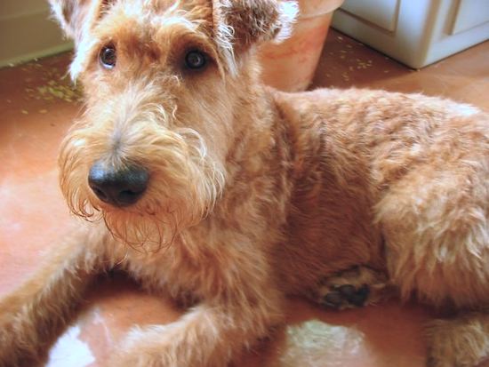 how tall do irish terriers get