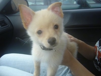 A tan with white Jack-A-Ranian puppy is standing in the lap of a person sitting in the passenger side of a vehicle
