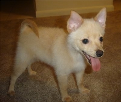 A tan with white Jack-A-Ranian puppy is standing on a tan carpet. Its mouth is open and its tongue is out