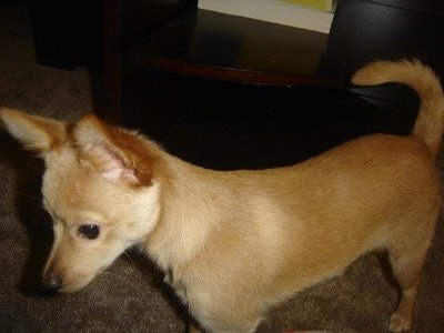 jack russell cross pomeranian for sale