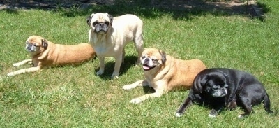 Four dogs lined up in a row outside in grass, three Japugs are laying down and a tan Pug is standing up