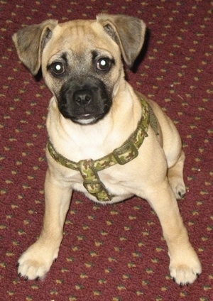 pug x jack russell for sale