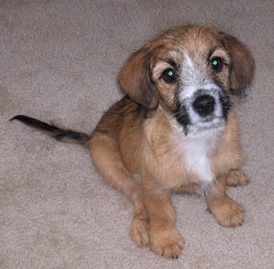 A tan with black and white King Cavrin puppy is sitting on a tan carpet and looking up