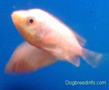 Two white kissing gouramis are swimming. One is Swimming up and Another is Swimming down
