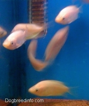 A school of kissing gouramis are swimming around a tank heater