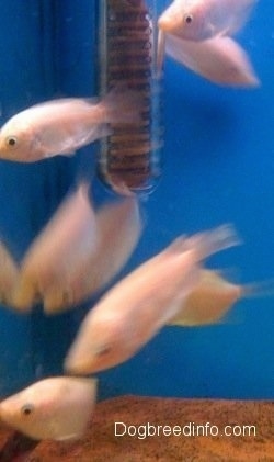 A school of kissing gouramis are swimming to the left of a fish tank heater