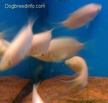 A kissing gourami is turning around to swim in the same direction as the rest of the school inside of a fish aquarium