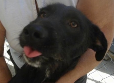 Close Up - A black with white Lab'Aire is laying in a persons arm. Its mouth is open and tongue is out