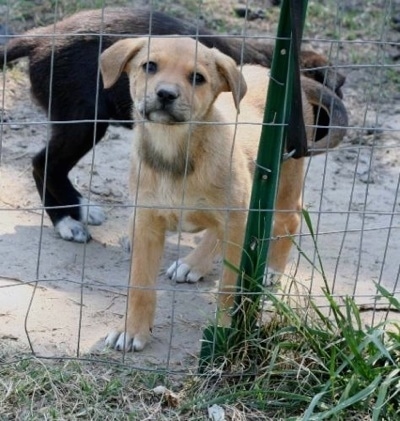 A tan with white and black Lab'Aire puppy is standing behind a chain link fence. There is a second black with white Lab'Aire puppy behind it.