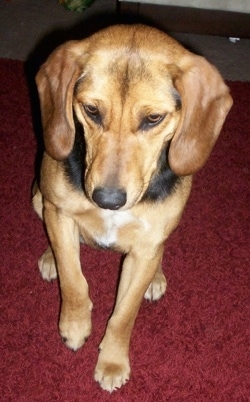A black and tan with white Labbe is sitting on a red rug and looking down