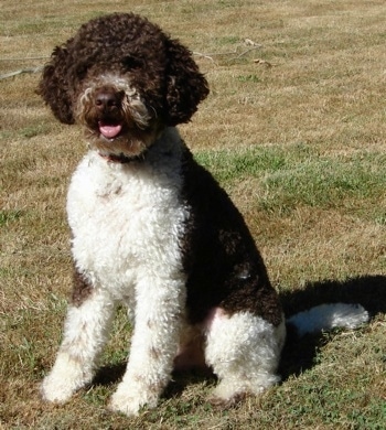 italian truffle dog