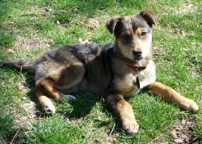 A black, tan and white Leopard Cur puppy is laying in grass and looking forward.