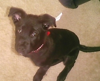 A mall black Labrador/Blue Heeler is sitting on a carpet and it is looking up. Its head is slightly tilted to the left.