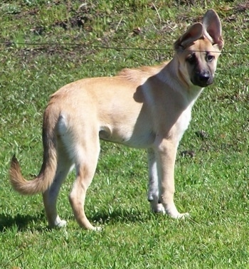 The back of a tan with white Malinois X puppy is standing in grass looking back. It has large perk ears and one of its ears is flopped over a little.