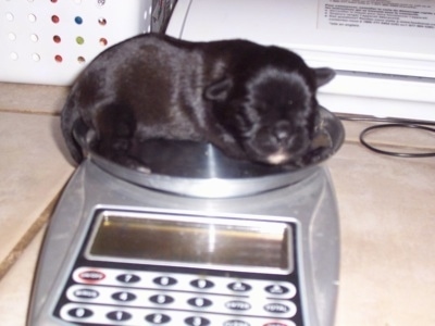A black with white Malti-Pug puppy is being weighed on a scale on a table.