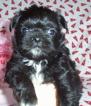 A black with white Malti-Pug puppy is being held up in the hand of a person. Behind it is a backdrop with a lot of red hearts on it.