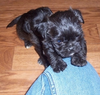 A black with white Malti-Pug puppy is jumped up with its front paws on a person's leg who is wearing blue jeans. One of its littermates, who is also black with white, is sitting behind it. 