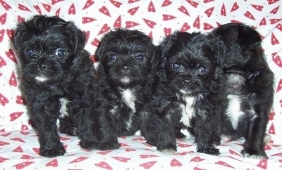 45+ Maltipoo Maltese Pug Mix