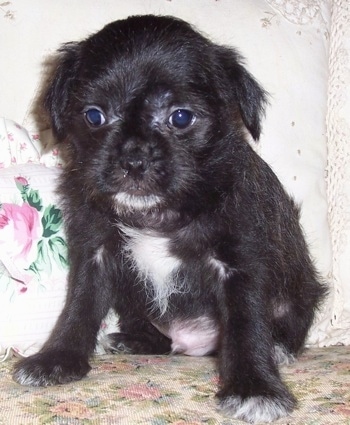 A black with white Malti-Pug puppy is sitting on a floral print couch next to a floral print pillow.