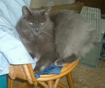 Jazmine the Cymric Cat is sitting on a wicker chair with a button down shirt on the back of it. There is a Computer Tower with a keyboard on top of it in the background