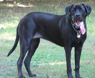 Side view - A black Mastador dog is wearing a choke chain with dog tags hanging from it standing outside in grass. Its mouth is open and its long tongue is hanging very low.