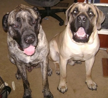 A large grey with black brindle American Mastiff is sitting next to a tan with black English Mastiff puppy that is almost the same size as the adult dog.