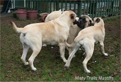 Four English Mastiffs are standing outside in grass in a group sniffing the dog in the middle, who is standing still and letting them.