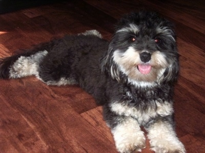A furry black with white Mauxie dog is laying on a hardwood floor looking happy with its mouth open and tongue out.