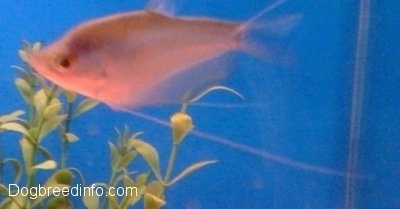 There is A moonlight gourami swimming through plants