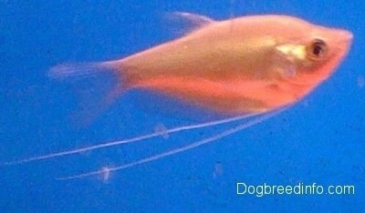 Close Up - A shiny peach colored moonlight gourami is swimming in a tank with a blue background.