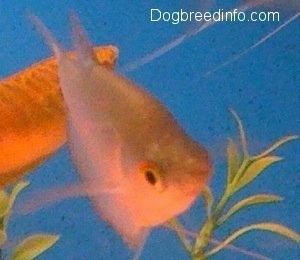 Close Up - There are two moonlight gouramis swimming through plants