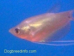 Close Up - moonlight gourami fish