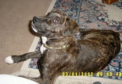 old brindle cur dog