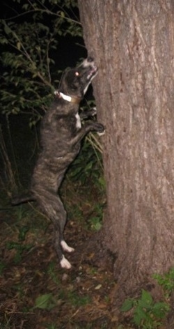 A black brindle with white Mountain Cur dog is jumping up at the side of a tree.