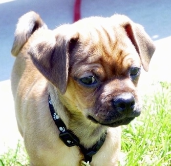Close up front view - A tan Muggin dog is wearing a black collar with white paw prints on it standing in grass at the edge of a sidewalk.