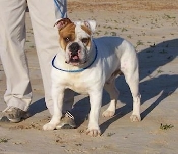 Front-side view - A wide-chested, white with tan Olde English Bulldogge is standing in sand next to a person wearing tan pants and sneakers. The dog has a blue ring around its upper body.