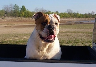 Front view upper body shot - A white with tan Olde English Bulldogge is sitting in a truck bed. Its mouth is open and tongue is curled out.