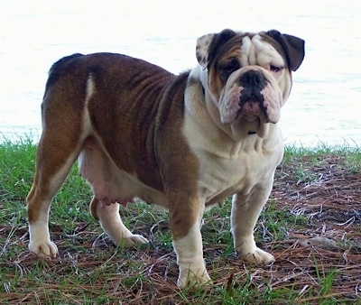 Front-side view - A wrinkly, rose-eared, extra-skinned, brown with white Olde English Bulldogge is standing in grass in front of a body of water and it is looking forward. The dogs eyes are squinty from the extra skin and it has hanging teets with milk in them as if it just had a litter of puppies.