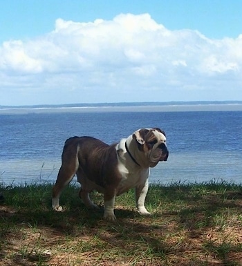 Front side view - A brown with white Olde English Bulldogge is standing in grass and it is looking to the right in front of a large body of water.