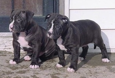 Two wrinkly, bulky-looking, black and white Olde Staff Bulldogge puppies are standing and sitting side by side on a concrete surface in front of a white house and a green door. They both are looking to the left.