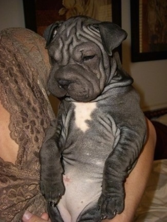 shar pei pug puppies for sale