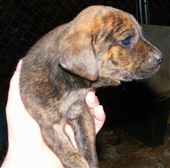 A brown and black Original Mountain Cur puppy is being held in the air by a persons hand. It is looking to the right.