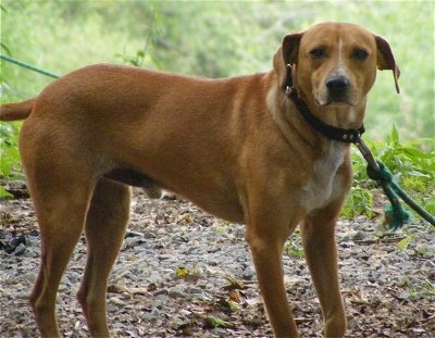 Side view - A tan with white Original Mountain Cur is standing in dirt and it is turned and looking towards the camera. There is grass and weeds behind it. the dog is connected to a green rope dog run.