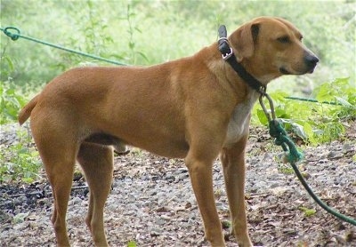 Right Profile - A tan with white Original Mountain Cur is standing in grass and it is looking to the right. It is hooked to a green rope dog run.