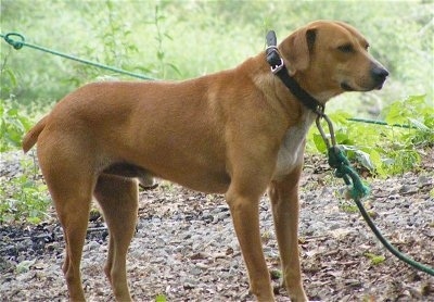 black and white mountain cur