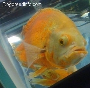 Close Up front shot - An albino white and orange tiger oscar