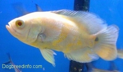 Close Up - An albino white and orange tiger oscar