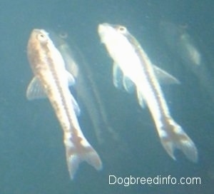 A otocinclus catfish is on the side of a tank with its reflection making it look like there are two of them